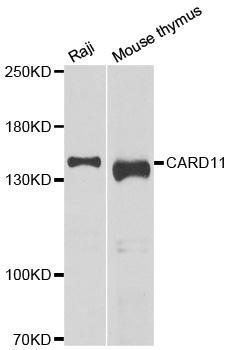 CARD11 antibody