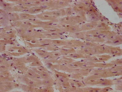 CARD18 Antibody