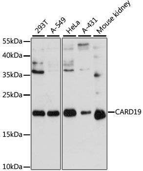CARD19 antibody