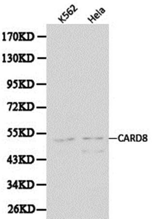 CARD8 antibody