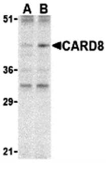 CARD8 Antibody