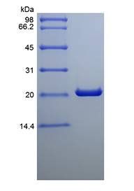 Cardiotrophin-1 protein