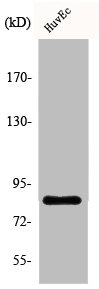 CARF antibody