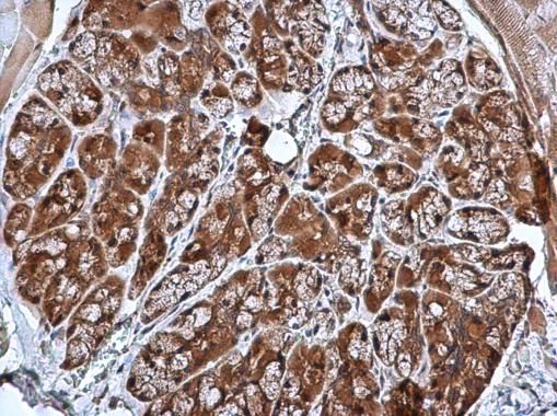 CRHSP-24 antibody [N1C3]