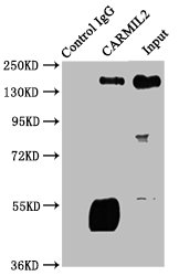 CARMIL2 antibody