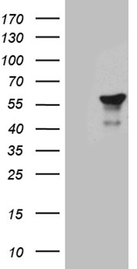 CAS9 antibody