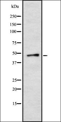 Casein Kinase Igamma2 antibody