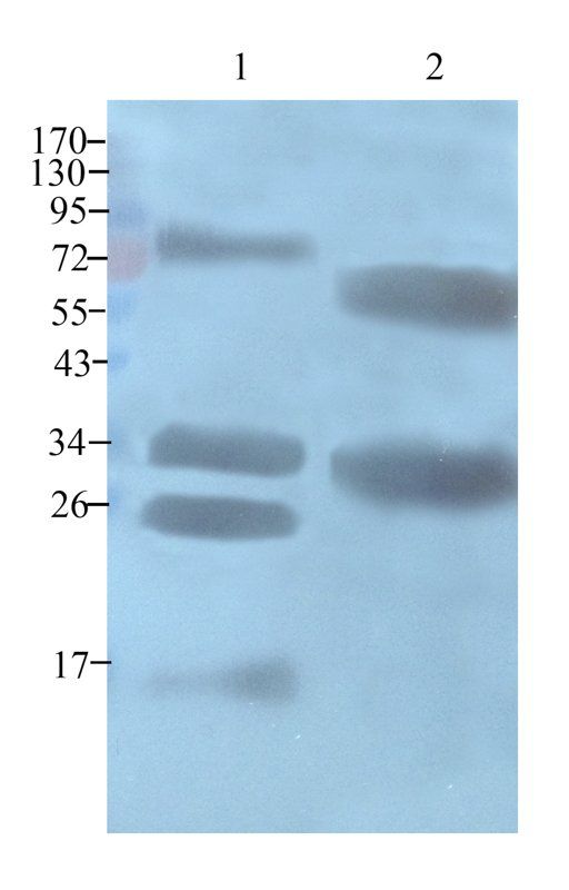 Casein antibody