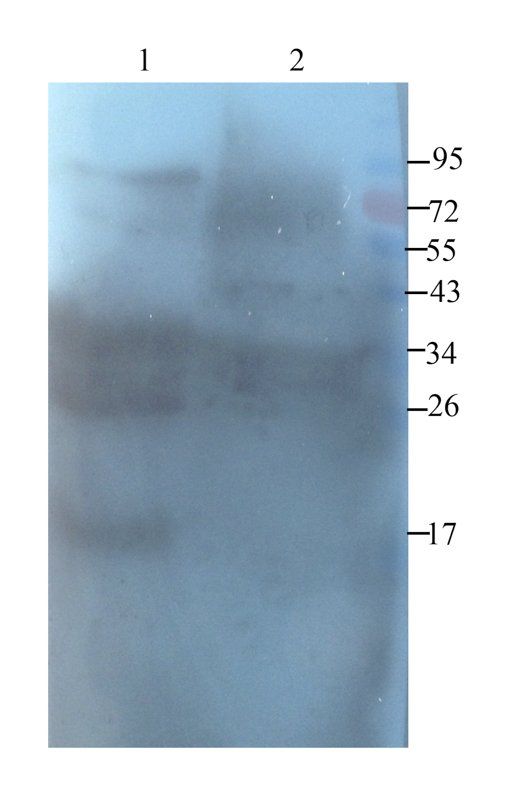 Casein antibody