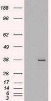 CASKIN2 Antibody