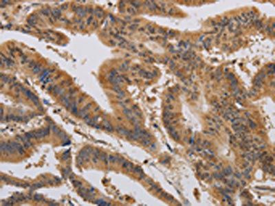 CASP10 Antibody