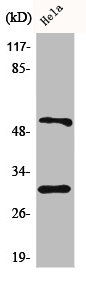 CASP10 antibody