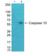 CASP10 antibody