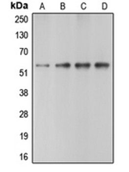 CASP10 antibody