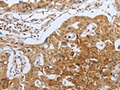 CASP12 Antibody