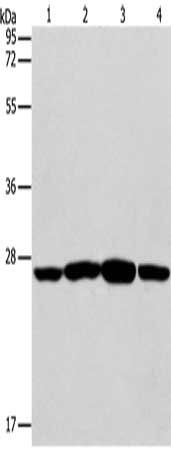 CASP14 antibody