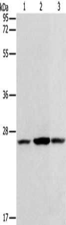 CASP14 antibody