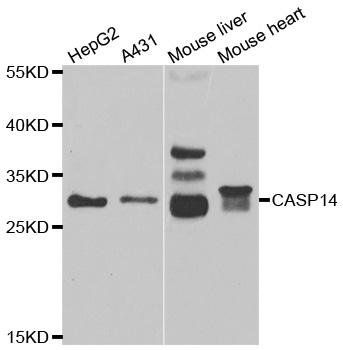 CASP14 antibody