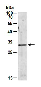 CASP14 antibody