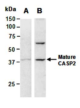 CASP2 antibody