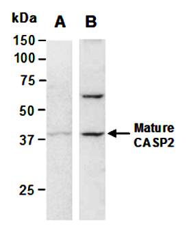 CASP2 antibody