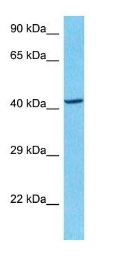 CASP4 antibody