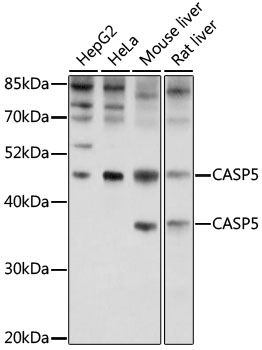 CASP5 antibody