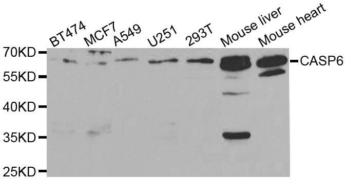 CASP6 antibody