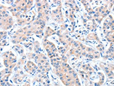 CASP7 Antibody