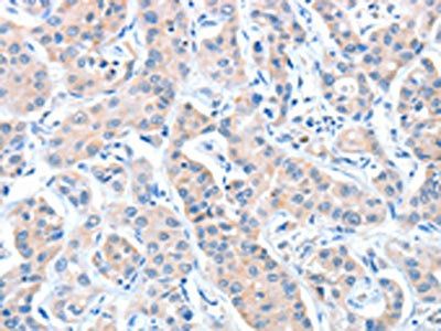 CASP7 antibody