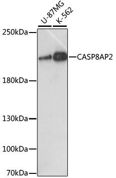 CASP8AP2 antibody