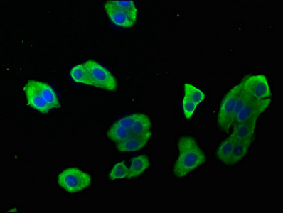 CASP9 antibody