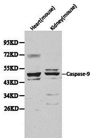casp9 antibody
