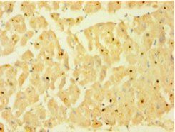 Caspase 1 antibody