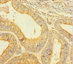 CASP1 Antibody