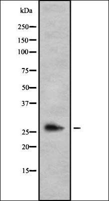 Caspase-14 antibody