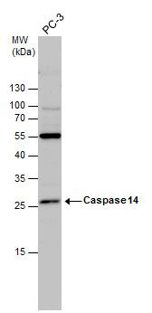 Caspase 14 antibody