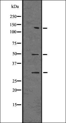 Caspase-2 antibody