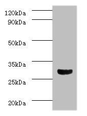 Caspase-3 antibody