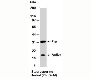 Caspase-3 Antibody, Pro and Active