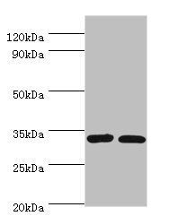 CASP7 Antibody