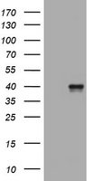Caspase-7 (CASP7) antibody