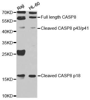 Caspase-8 antibody