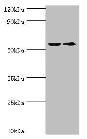 Caspase 8 antibody