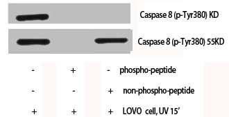 CASP8 Antibody