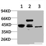CASP8 Antibody