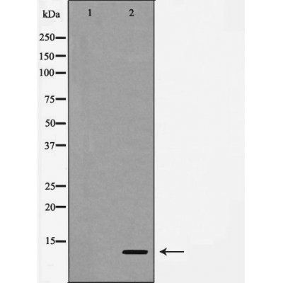 Caspase 9 (Cleaved-Asp330) antibody