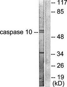 Caspase 10 antibody
