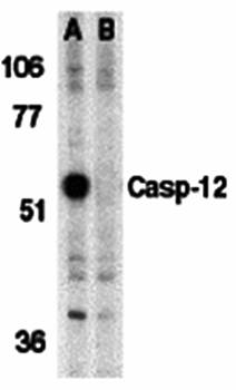Caspase2 Antibody