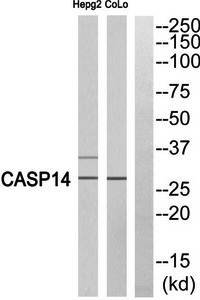 Caspase 14 (p10, Cleaved-Lys222) Antibody